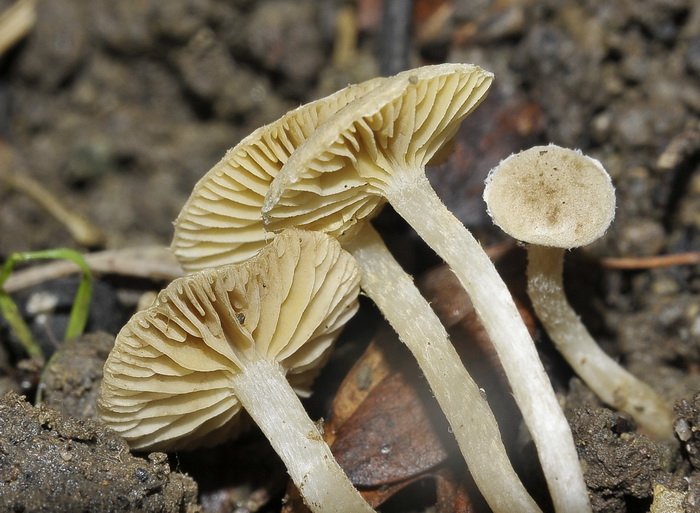 Tubaria dispersa